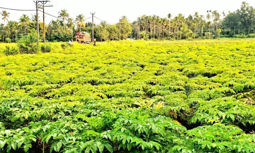 ओणम बाजार को लक्ष्य कर किसान ने रतालू की खेती में सफलता प्राप्त की ओणम बाजार को लक्ष्य कर किसान ने रतालू की खेती में सफलता प्राप्त की
