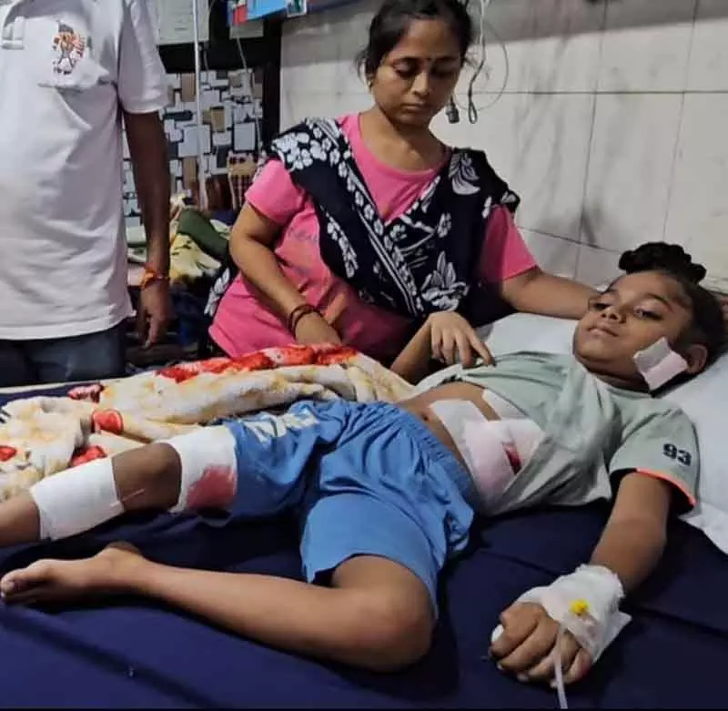 Ludhiana: कुत्तों का आतंक नियंत्रण से बाहर होता जा रहा, अधिकारी ज़िम्मेदारी से बच रहे Ludhiana: कुत्तों का आतंक नियंत्रण से बाहर होता जा रहा, अधिकारी ज़िम्मेदारी से बच रहे