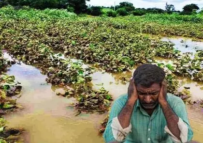August की बारिश ने विदर्भ को तबाह कर दिया; फसलें डूबने से किसान प्रभावित August की बारिश ने विदर्भ को तबाह कर दिया; फसलें डूबने से किसान प्रभावित