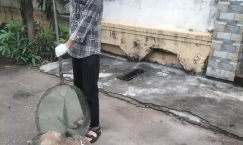 रायपुर : 5 इलाके से 15 आवारा कुत्तों को निगम ने पकड़ा रायपुर : 5 इलाके से 15 आवारा कुत्तों को निगम ने पकड़ा