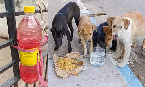 आवारा कुत्तों का हमला: गडग के लोगों ने आवारा कुत्तों की समस्या का समाधान ढूंढ लिया है