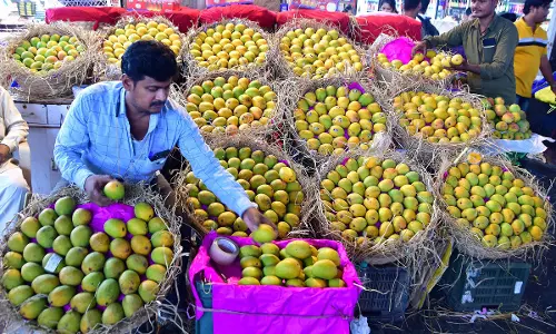 Chennai के कोयम्बेडु बाजार में आम की कीमतें चौगुनी हो गईं Chennai के कोयम्बेडु बाजार में आम की कीमतें चौगुनी हो गईं