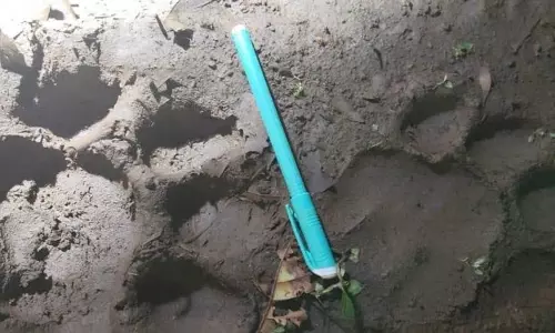 सुंदरगढ़ के जंगल में रॉयल बंगाल टाइगर देखा गया