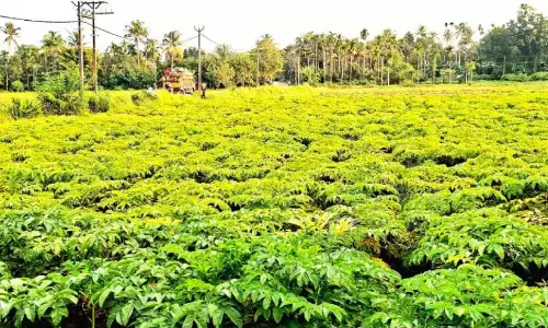 ओणम बाजार को लक्ष्य कर किसान ने रतालू की खेती में सफलता प्राप्त की ओणम बाजार को लक्ष्य कर किसान ने रतालू की खेती में सफलता प्राप्त की