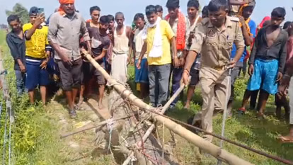 Mirzapur: सात फीट का मगरमच्छ बस्ती में, पकड़कर सुरक्षित निकाला