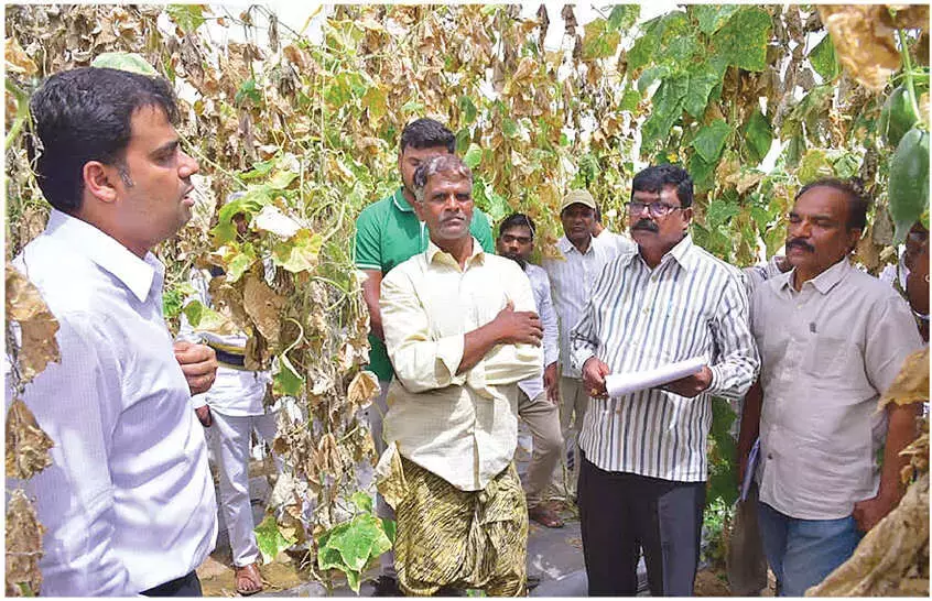 Andhra: कलेक्टर ने तनकल में शेडनेट ककड़ी की खेती का दौरा किया Andhra: कलेक्टर ने तनकल में शेडनेट ककड़ी की खेती का दौरा किया