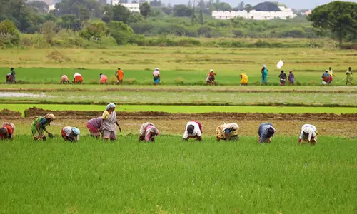 Odisha में किसानों की स्थायी आय सुनिश्चित करने के लिए मिश्रित फसलों को बढ़ावा