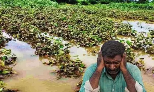 August की बारिश ने विदर्भ को तबाह कर दिया; फसलें डूबने से किसान प्रभावित August की बारिश ने विदर्भ को तबाह कर दिया; फसलें डूबने से किसान प्रभावित
