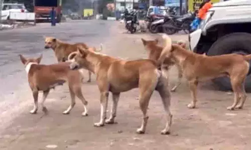 Bhubaneswar: सितंबर से शुरू होगा आवारा कुत्तों की गिनती का अभियान Bhubaneswar: सितंबर से शुरू होगा आवारा कुत्तों की गिनती का अभियान