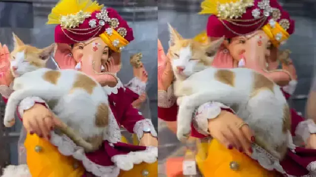 भगवान गणेश की मूर्ति के हाथ पर शांति से सो रही बिल्ली, मनमोहक VIDEO वायरल