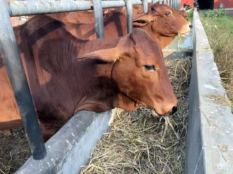 Punjab: बाढ़ की चेतावनी, पशु चिकित्सालय ने पशुपालकों के लिए स्वास्थ्य परामर्श जारी किया Punjab: बाढ़ की चेतावनी, पशु चिकित्सालय ने पशुपालकों के लिए स्वास्थ्य परामर्श जारी किया