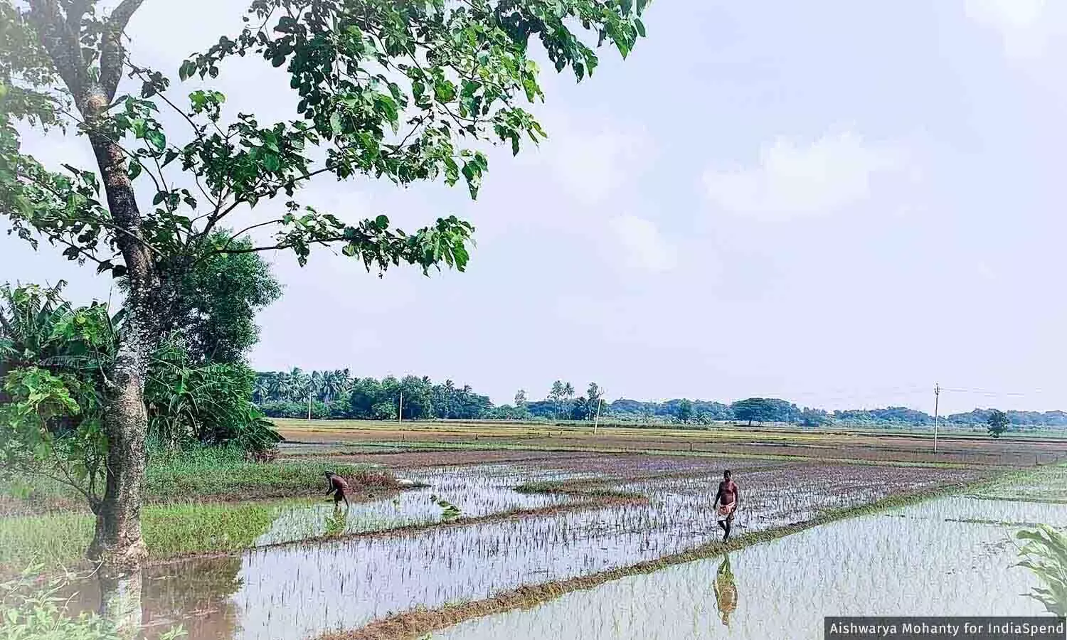 Balasore: बाढ़ से किसान नुकसान का आकलन करने को मजबूर Balasore: बाढ़ से किसान नुकसान का आकलन करने को मजबूर