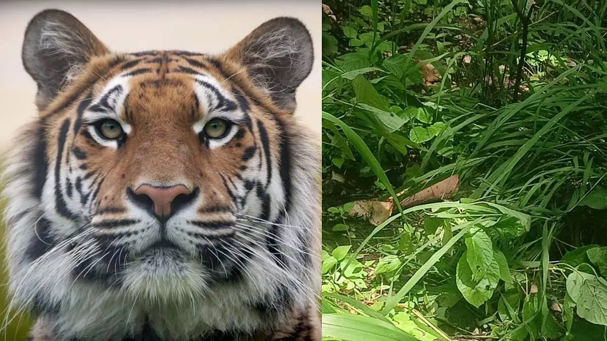 मध्य प्रदेश के बालाघाट के जंगल में बाघ ने ग्रामीण को मार डाला; आधा खाया हुआ शव मिला मध्य प्रदेश के बालाघाट के जंगल में बाघ ने ग्रामीण को मार डाला; आधा खाया हुआ शव मिला
