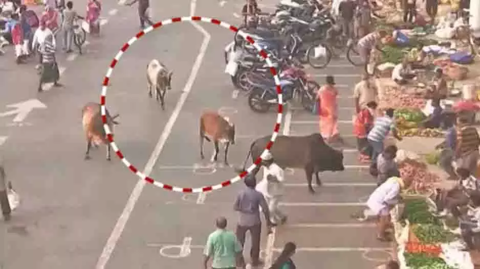 Bhubaneswar: आवारा सांडों का आतंक, दुर्घटनाएं और मौतें बढ़ीं Bhubaneswar: आवारा सांडों का आतंक, दुर्घटनाएं और मौतें बढ़ीं