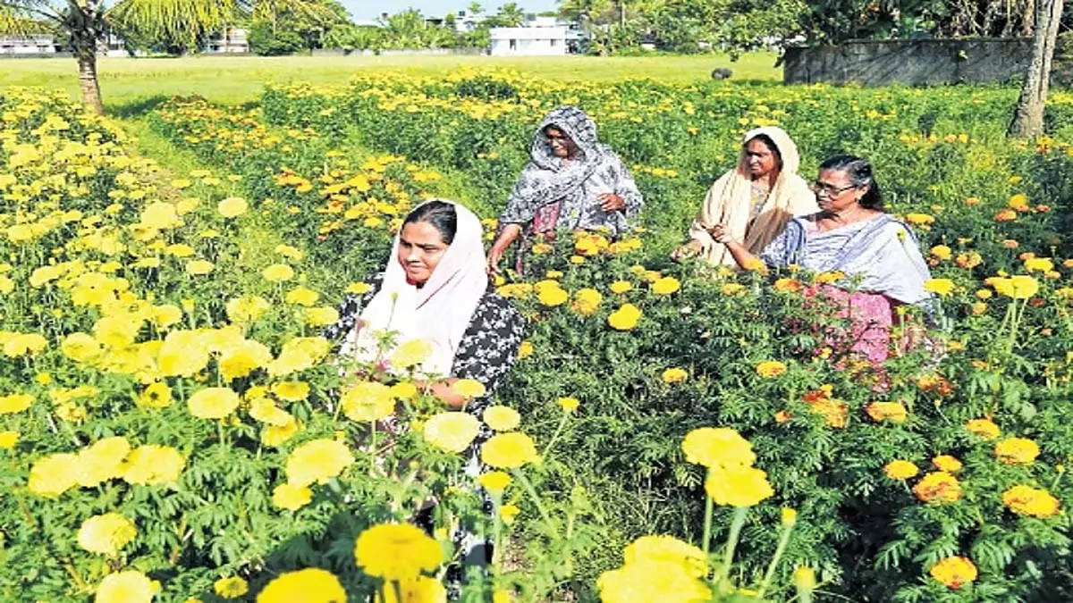 माँग-आपूर्ति का अंतर: फूलों की बढ़ती कीमतों ने त्योहारों पर डाला पानी माँग-आपूर्ति का अंतर: फूलों की बढ़ती कीमतों ने त्योहारों पर डाला पानी