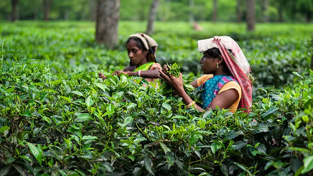 Tea Tribes महिला एसोसिएशन की गोलाघाट जिला कमेटी गठित Tea Tribes महिला एसोसिएशन की गोलाघाट जिला कमेटी गठित