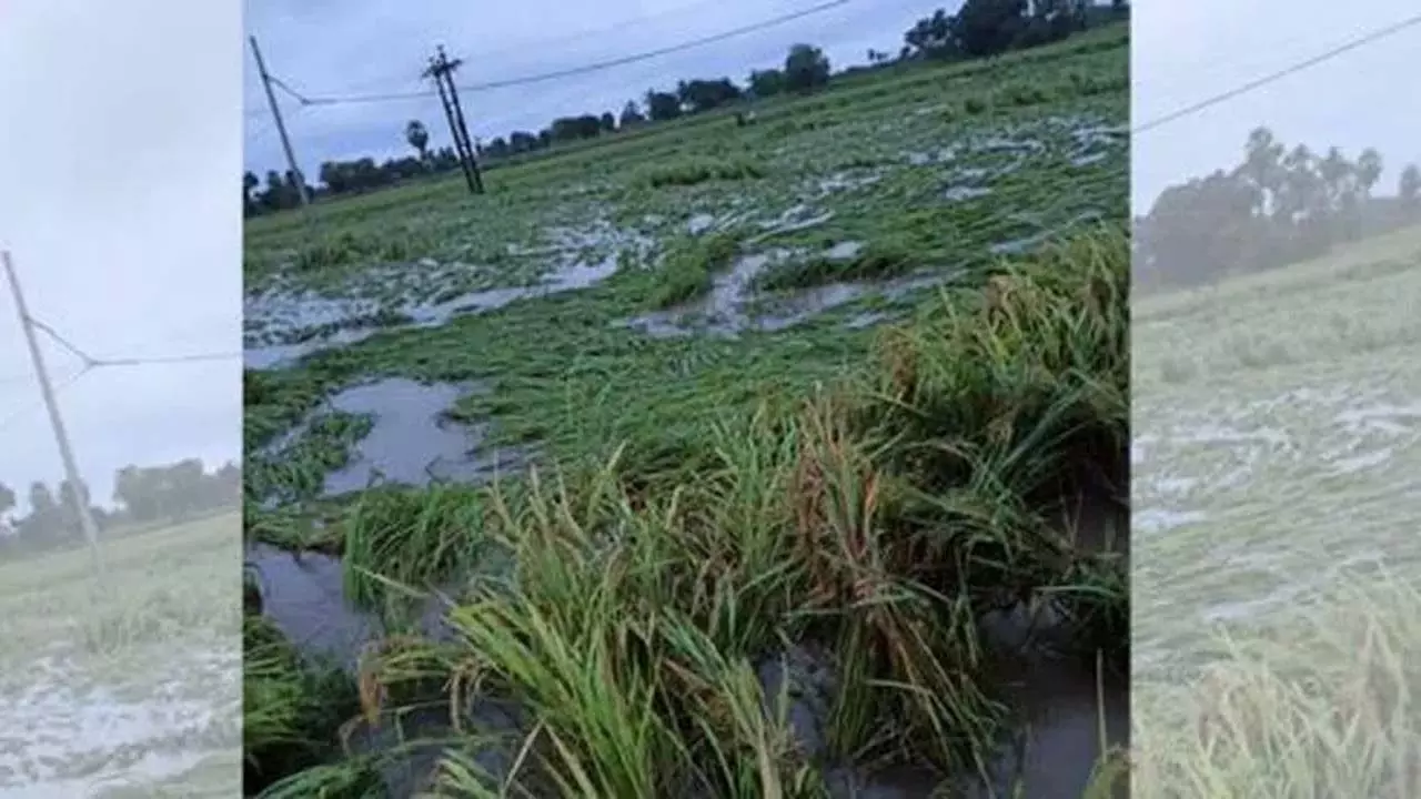Nizamabad: भारी बारिश से किसानों को नुकसान, Balkonda में फसलें बर्बाद Nizamabad: भारी बारिश से किसानों को नुकसान, Balkonda में फसलें बर्बाद