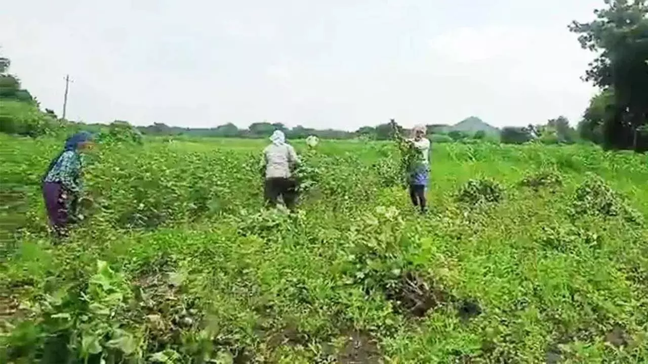उर्वरक संकट से परेशान किसान ने कपास की फसल उखाड़ी, खम्मम में किसानों का प्रदर्शन तेज उर्वरक संकट से परेशान किसान ने कपास की फसल उखाड़ी, खम्मम में किसानों का प्रदर्शन तेज