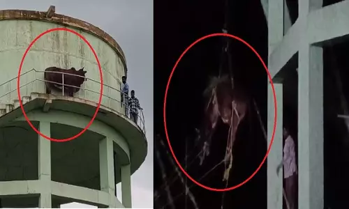 Bhadrak: नौ घंटे की मशक्कत के बाद 50 फुट ऊंचे पानी के टैंक से आवारा सांड को बचाया गया