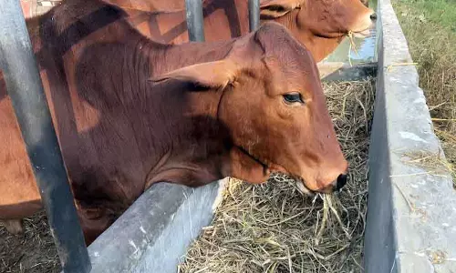 Punjab: बाढ़ की चेतावनी, पशु चिकित्सालय ने पशुपालकों के लिए स्वास्थ्य परामर्श जारी किया