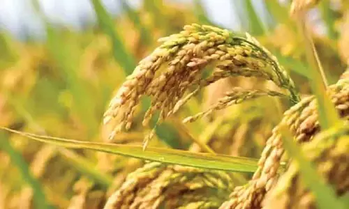 तमिलनाडु ने धान के लिए MSP तय किया, 1 सितंबर से शुरू होगी खरीद