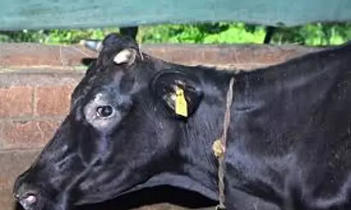 Nandihalli : तीन मवेशी चोरी Nandihalli : तीन मवेशी चोरी