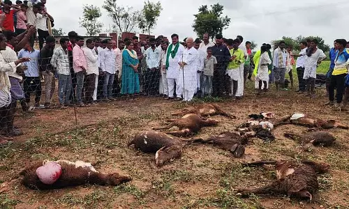 Karnataka : भेड़ियों के हमले में 10 भेड़ें मारी गई Karnataka : भेड़ियों के हमले में 10 भेड़ें मारी गई