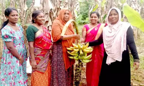 Kerala : वरवूर में महिला समूह ने केले की खेती में सफलता हासिल की
