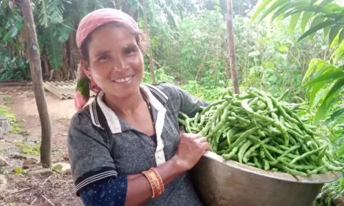 Daringbadi महिलाओं के लिए बीन्स की खेती वरदान Daringbadi महिलाओं के लिए बीन्स की खेती वरदान