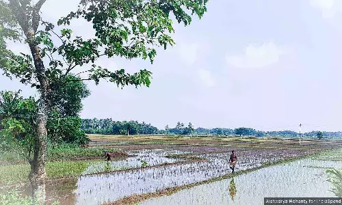 Balasore: बाढ़ से किसान नुकसान का आकलन करने को मजबूर