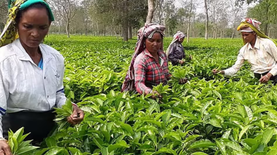 Assam चाय संघों ने चाय बोर्ड के समक्ष आयात, नीलामी और कीटनाशक मानदंडों पर चिंता जताई Assam चाय संघों ने चाय बोर्ड के समक्ष आयात, नीलामी और कीटनाशक मानदंडों पर चिंता जताई