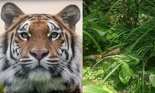 मध्य प्रदेश के बालाघाट के जंगल में बाघ ने ग्रामीण को मार डाला; आधा खाया हुआ शव मिला