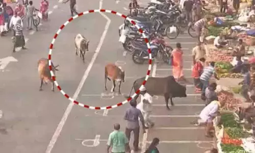 Bhubaneswar: आवारा सांडों का आतंक, दुर्घटनाएं और मौतें बढ़ीं