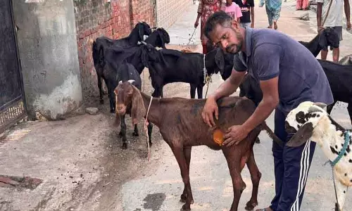 Ludhiana: आवारा कुत्तों ने 14 बकरियों को मार डाला, किसान ने 5.6 लाख रुपये का मुआवजा मांगा