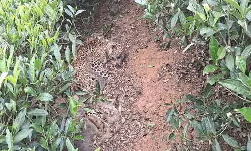 Coimbatore के बोलुवमपट्टी जंगल में तेंदुआ मृत पाया गया