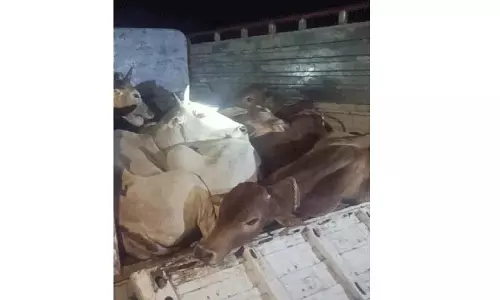 बूचड़खानों में ले जाई जा रही गायें जब्त बूचड़खानों में ले जाई जा रही गायें जब्त