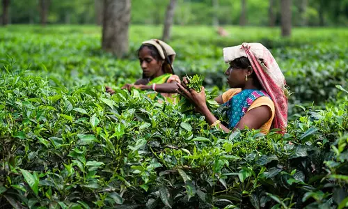 Tea Tribes महिला एसोसिएशन की गोलाघाट जिला कमेटी गठित Tea Tribes महिला एसोसिएशन की गोलाघाट जिला कमेटी गठित