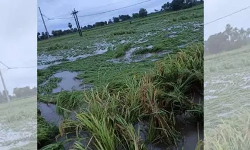 Nizamabad: भारी बारिश से किसानों को नुकसान, Balkonda में फसलें बर्बाद Nizamabad: भारी बारिश से किसानों को नुकसान, Balkonda में फसलें बर्बाद