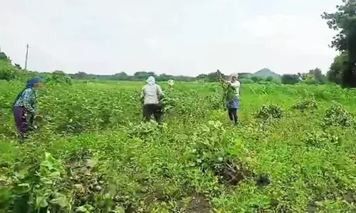 उर्वरक संकट से परेशान किसान ने कपास की फसल उखाड़ी, खम्मम में किसानों का प्रदर्शन तेज