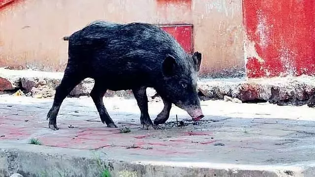 अफ्रीकी स्वाइन बुखार: फार्म मालिक ने 50-60 मृत सूअरों को झील में फेंका अफ्रीकी स्वाइन बुखार: फार्म मालिक ने 50-60 मृत सूअरों को झील में फेंका