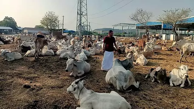 बेंगलुरु के आसपास मवेशियों में कान का संक्रमण: दूध उत्पादन में गिरावट, डेयरी किसानों में चिंता बेंगलुरु के आसपास मवेशियों में कान का संक्रमण: दूध उत्पादन में गिरावट, डेयरी किसानों में चिंता