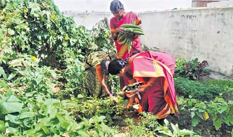 पोषण वाटिका योजना के तहत सब्जियां उगाने के लिए Karimnagar में आंगनवाड़ी केंद्र पोषण वाटिका योजना के तहत सब्जियां उगाने के लिए Karimnagar में आंगनवाड़ी केंद्र