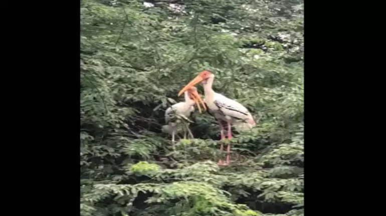 Bird Flu की चेतावनी: सारसों के पॉजिटिव पाए जाने पर दिल्ली चिड़ियाघर बंद Bird Flu की चेतावनी: सारसों के पॉजिटिव पाए जाने पर दिल्ली चिड़ियाघर बंद