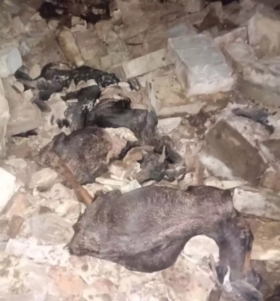 Karnataka : चित्तपुर में खलिहान ढहने से 40 बकरियों की मौत Karnataka : चित्तपुर में खलिहान ढहने से 40 बकरियों की मौत