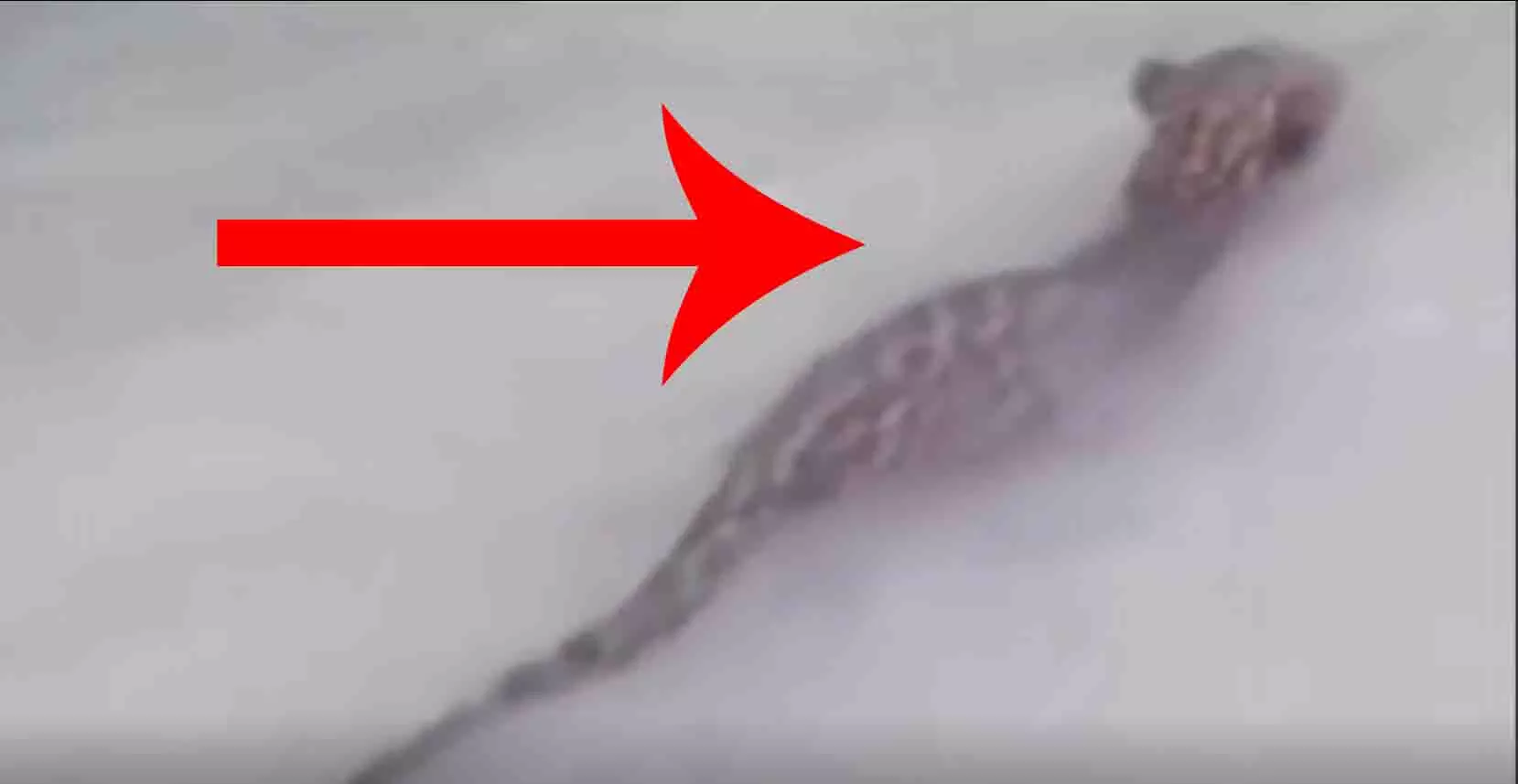 OMG! नहर में ये क्या दिख गया...उड़ाए सबके होश OMG! नहर में ये क्या दिख गया...उड़ाए सबके होश