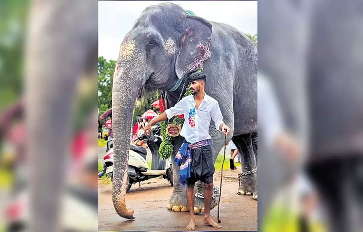 मीठा खाने और चाय के शौकीन Jumbo मीठा खाने और चाय के शौकीन Jumbo