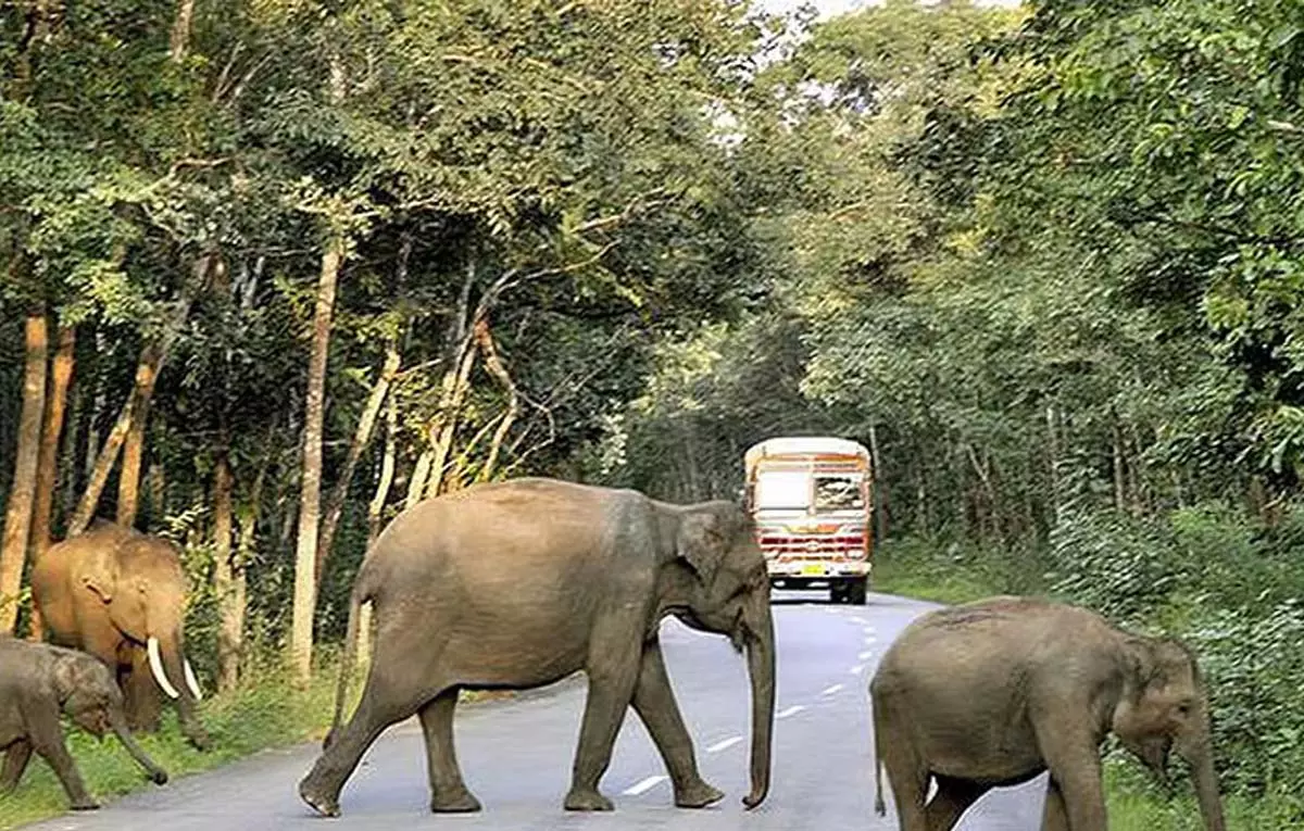 Road Accidentsऔर हाथियों के संघर्ष के बीच तामुलपुर में पिकनिक पर प्रतिबंध Road Accidentsऔर हाथियों के संघर्ष के बीच तामुलपुर में पिकनिक पर प्रतिबंध