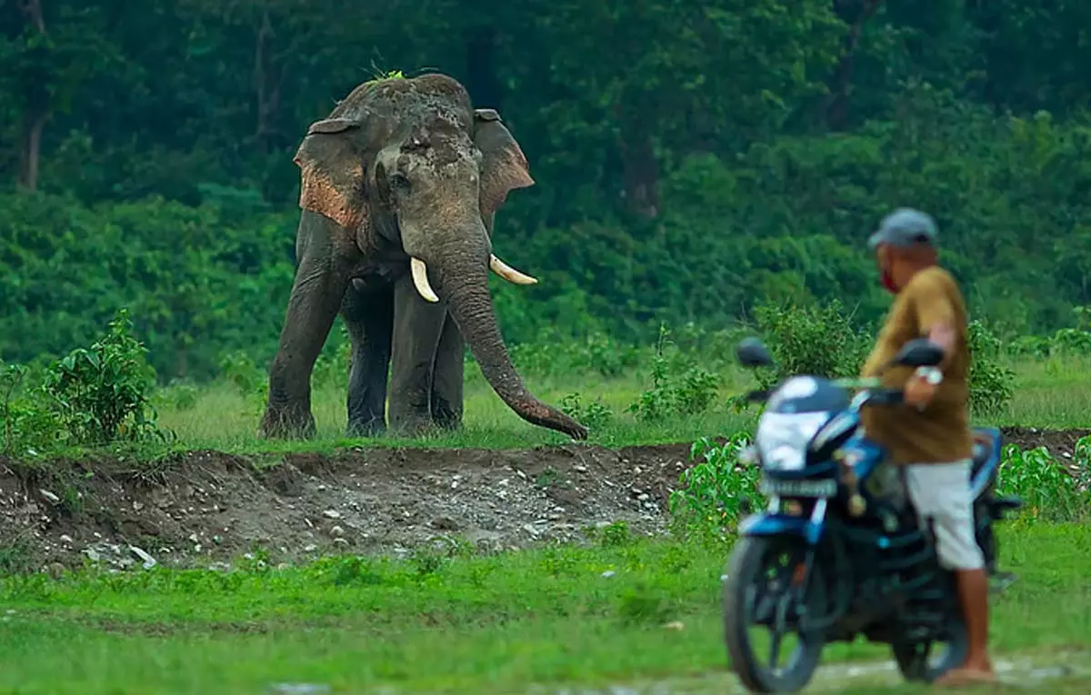 Assam -मेघालय के सीमावर्ती गाँव मानव-हाथी सह-अस्तित्व के लिए एकजुट हुए Assam -मेघालय के सीमावर्ती गाँव मानव-हाथी सह-अस्तित्व के लिए एकजुट हुए