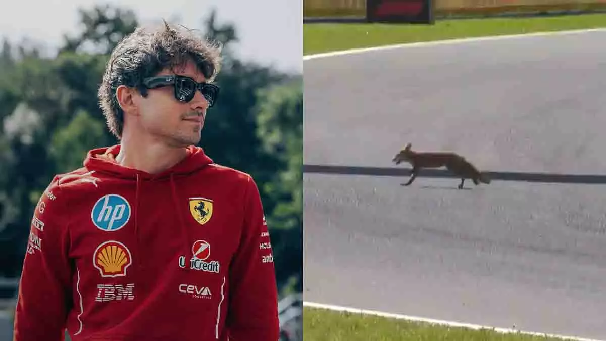 Ferrari के चार्ल्स लेक्लर ने डच ग्रैंड प्रिक्स में ट्रैक पर लोमड़ी देखी Ferrari के चार्ल्स लेक्लर ने डच ग्रैंड प्रिक्स में ट्रैक पर लोमड़ी देखी