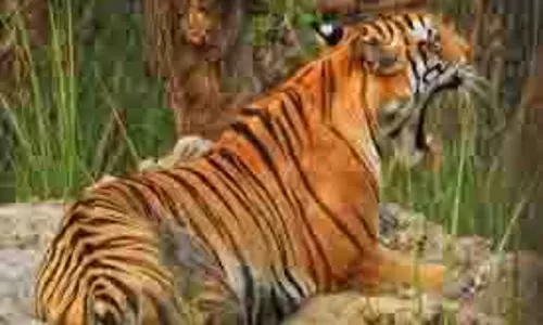 UP News: जानवरों के लिए घास लेने गए किसान पर बाघ ने किया हमला, दहशत में ग्रामीण